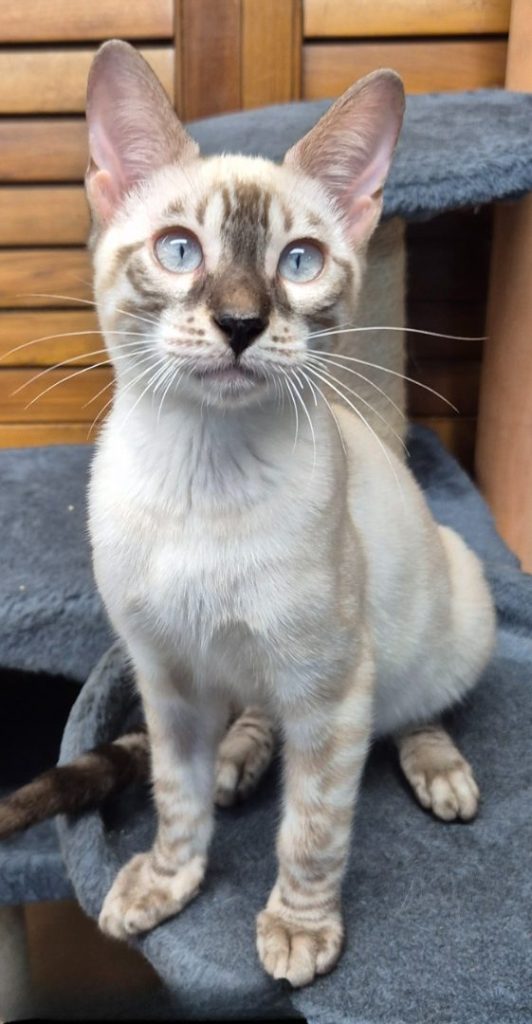 Lynx Boy 6