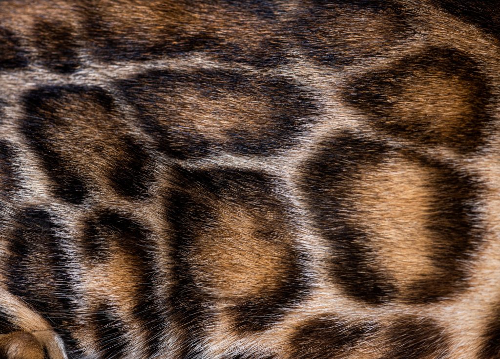 Macro of Brown bengal cat fur