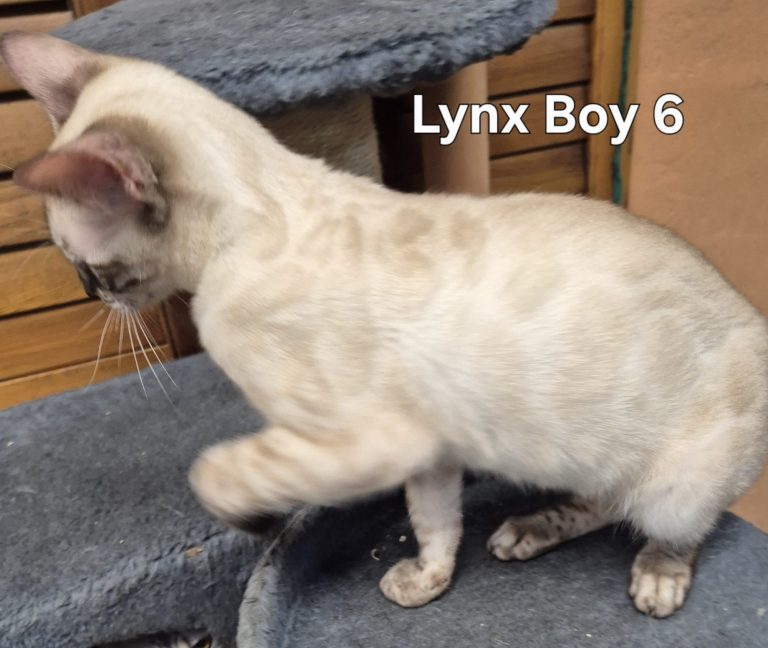 LynxBoy6