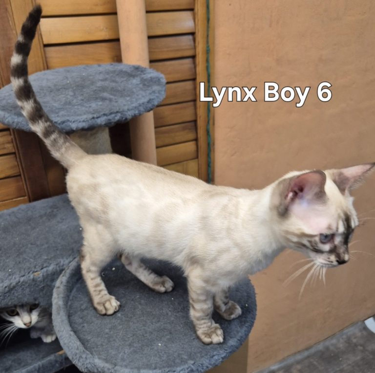 LynxBoy6