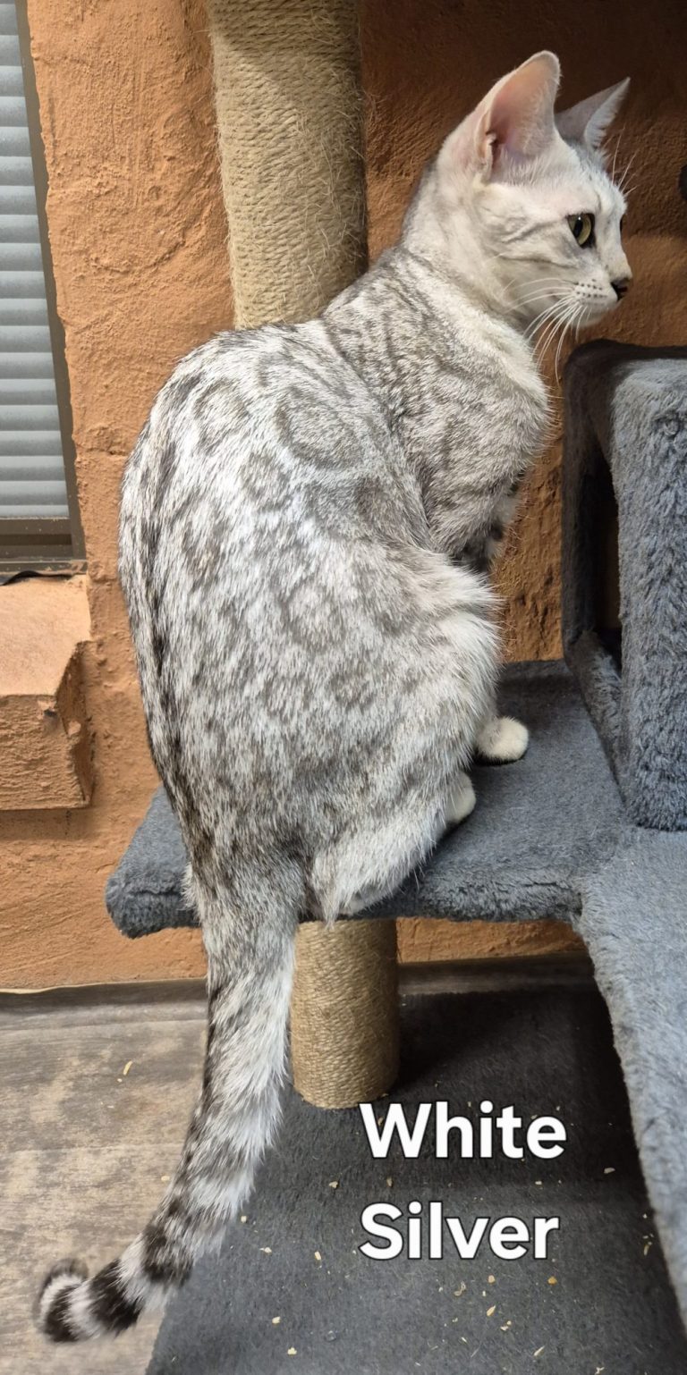 WhiteSilver