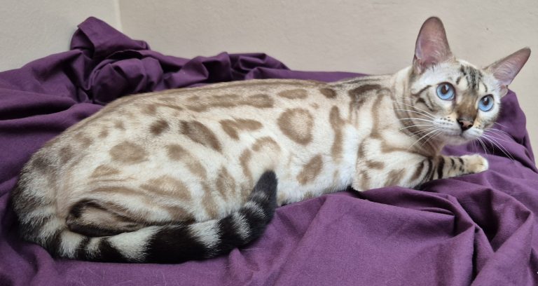 Willow