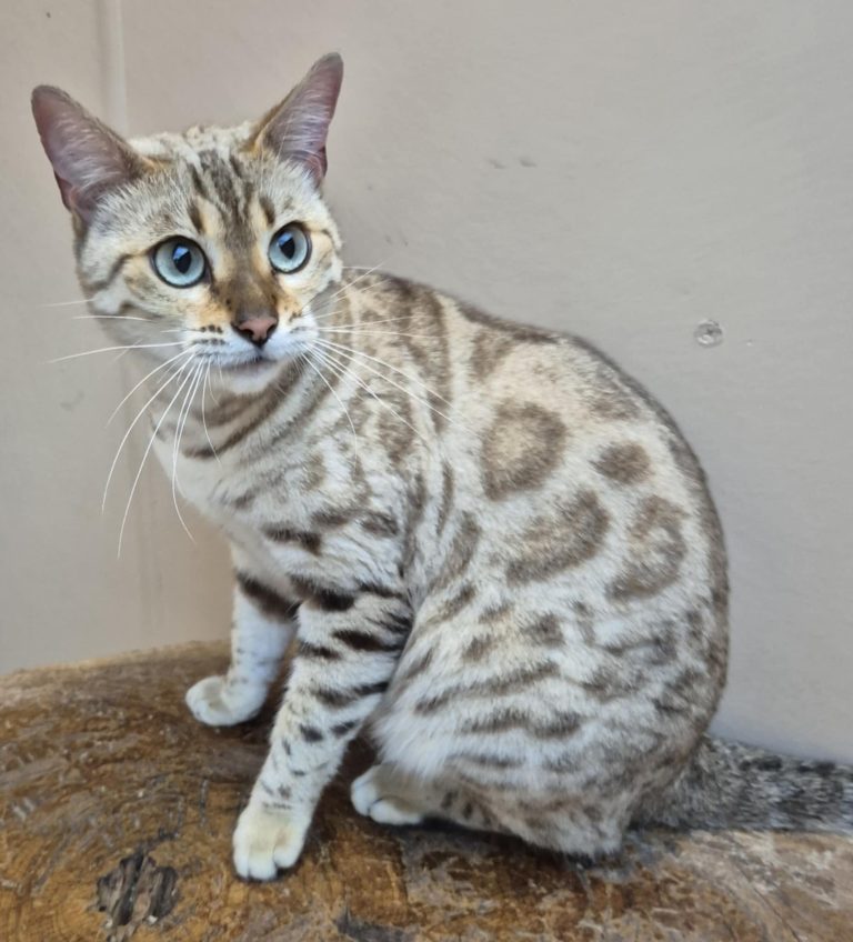 Zena 1
