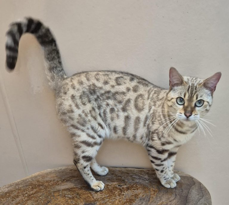 Zena 2