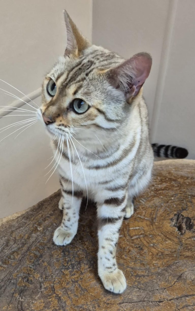 Zena 3